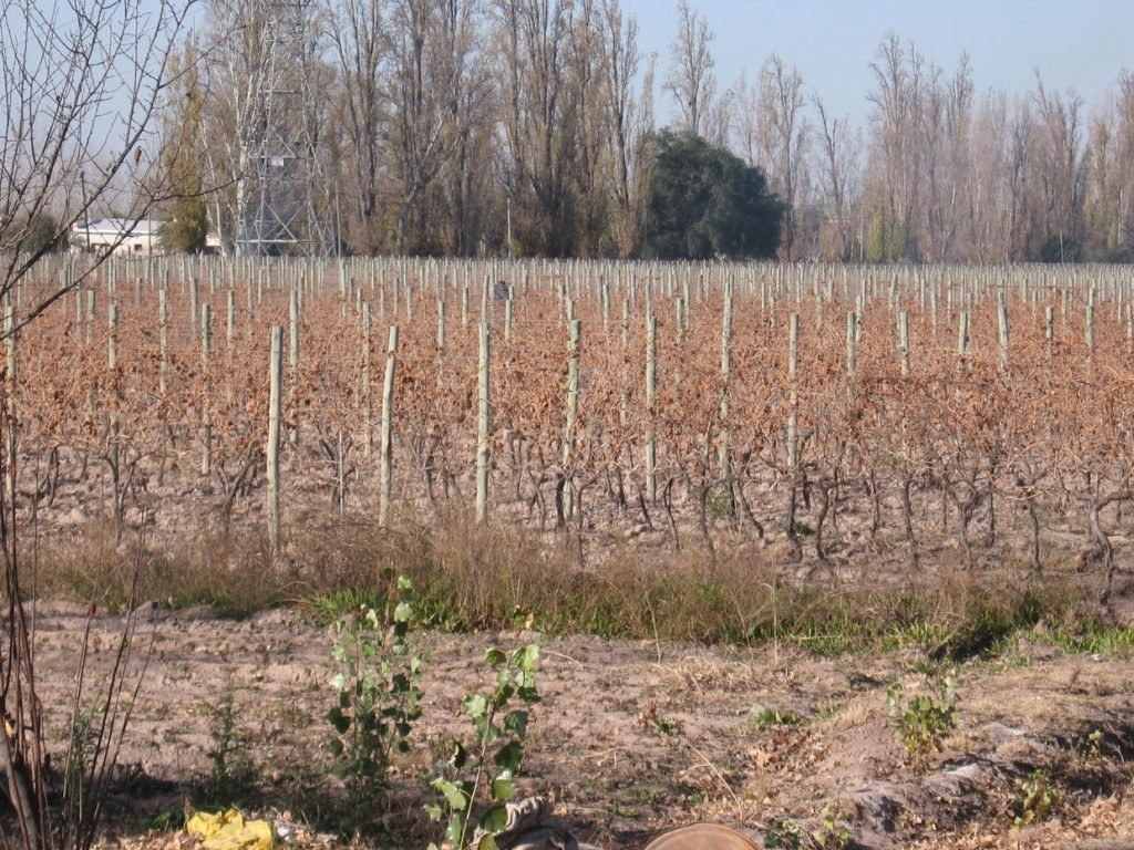 Ruta del vino