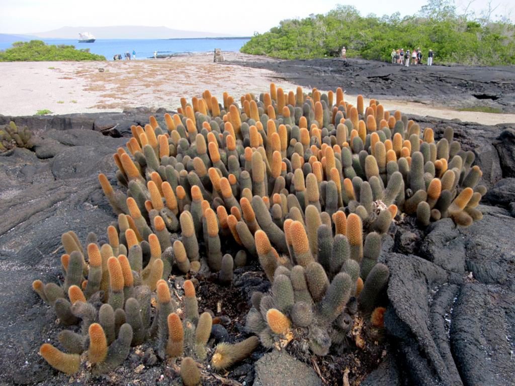 Galapagos