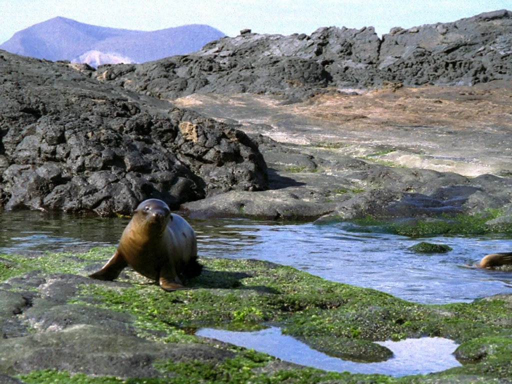 Galapagos