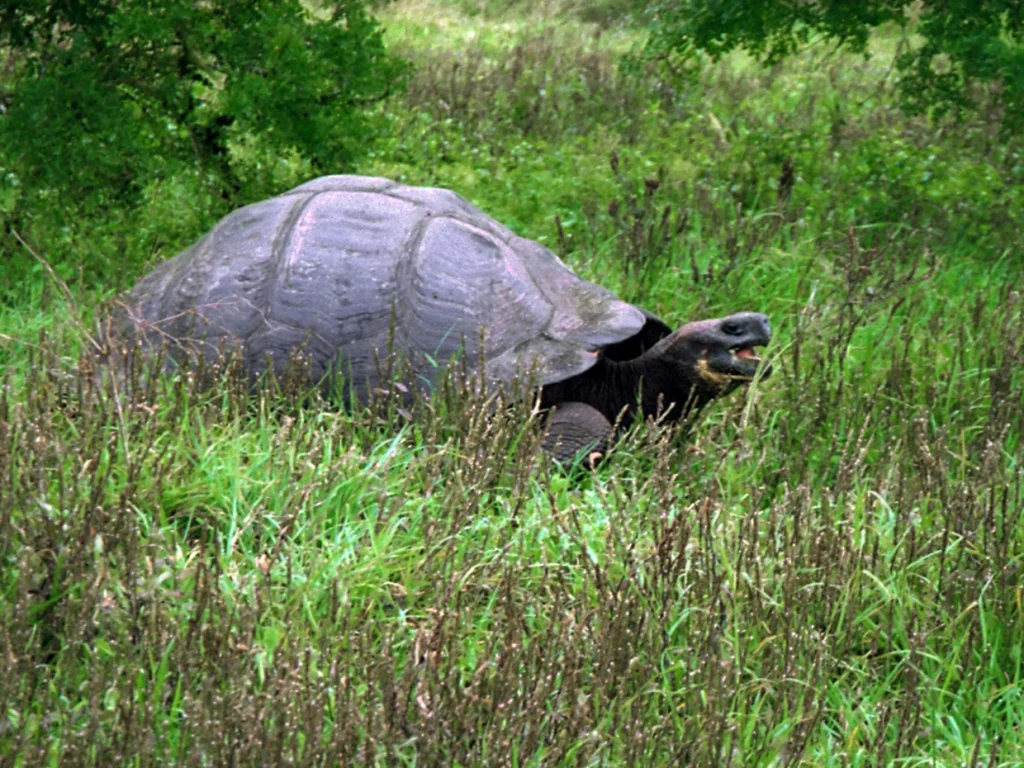 Galapagos