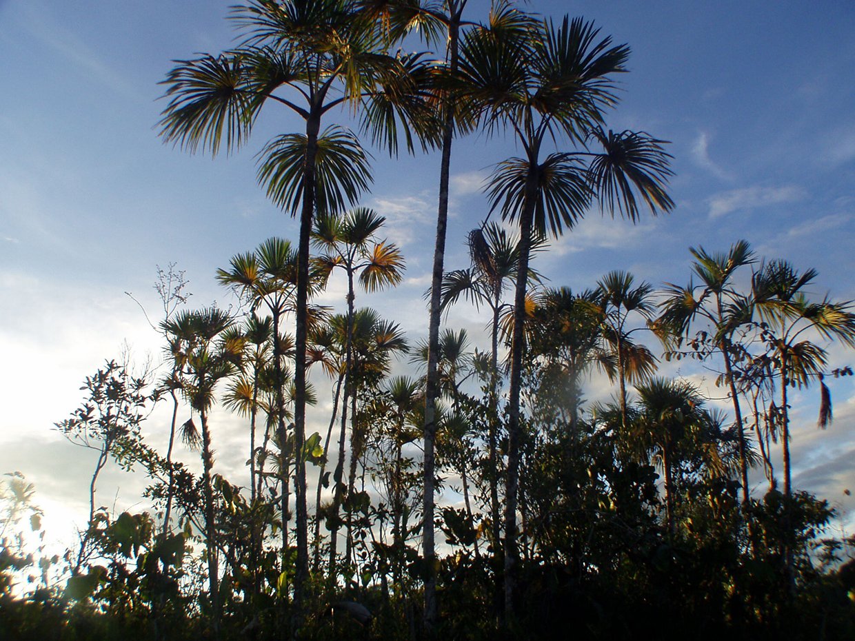 Parque Nacional Yasuni