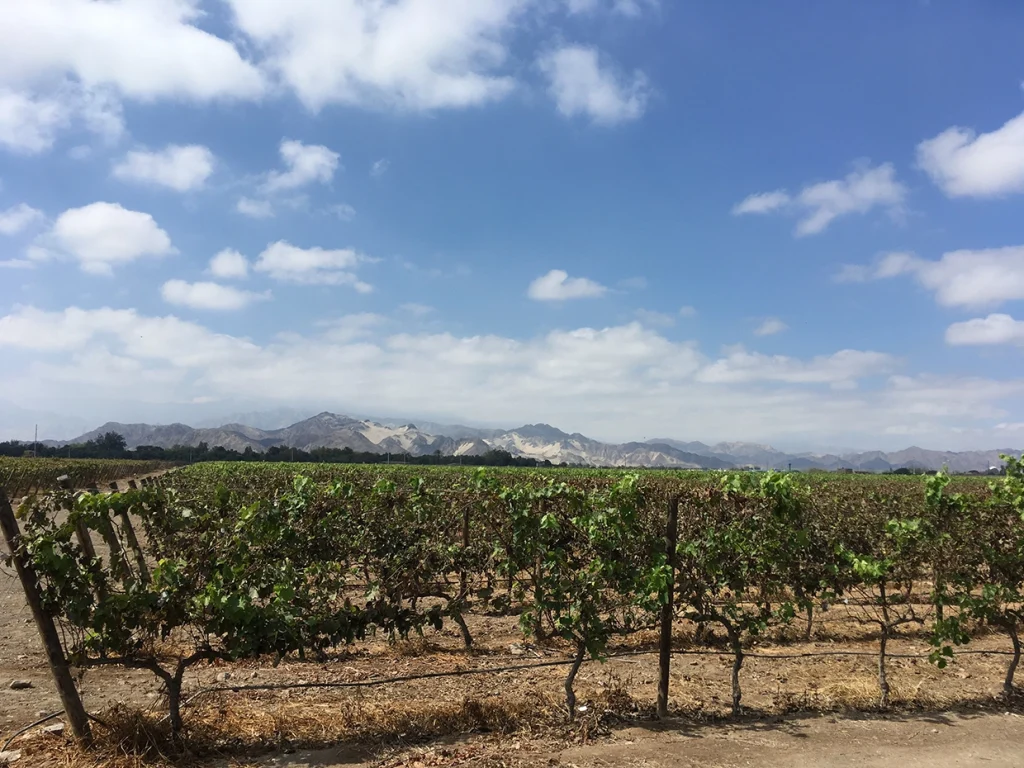 Viñedos de Vista Alegre cerca de Ita