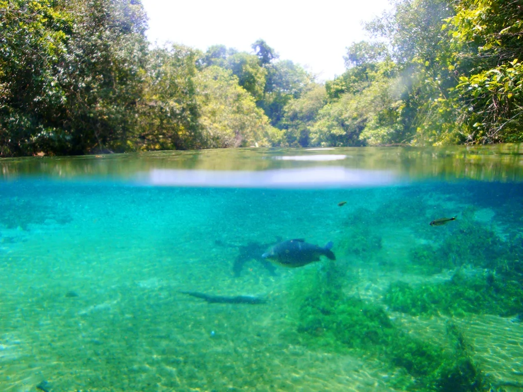 Rio da Prata, Bonito