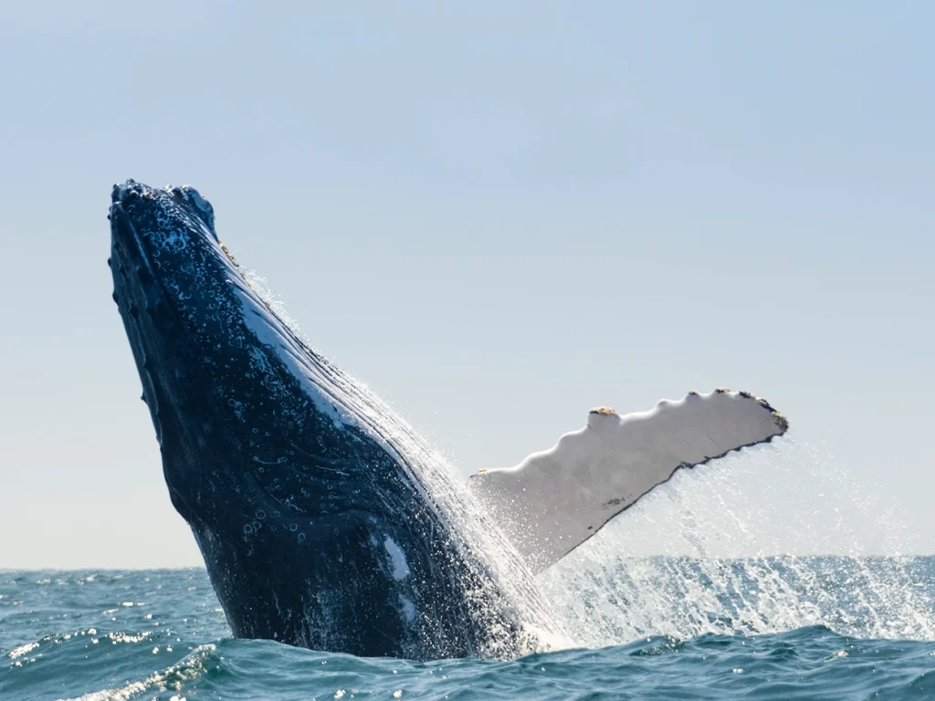 Puerto Lopez. avistamiento de ballenas