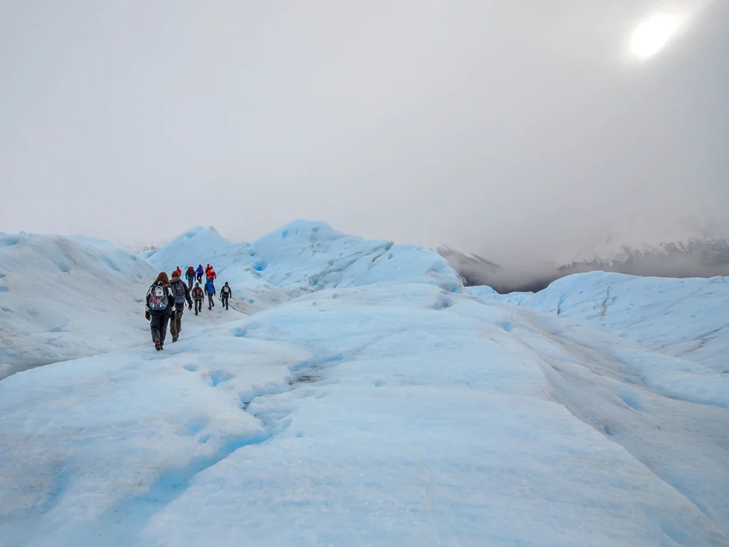 calafate